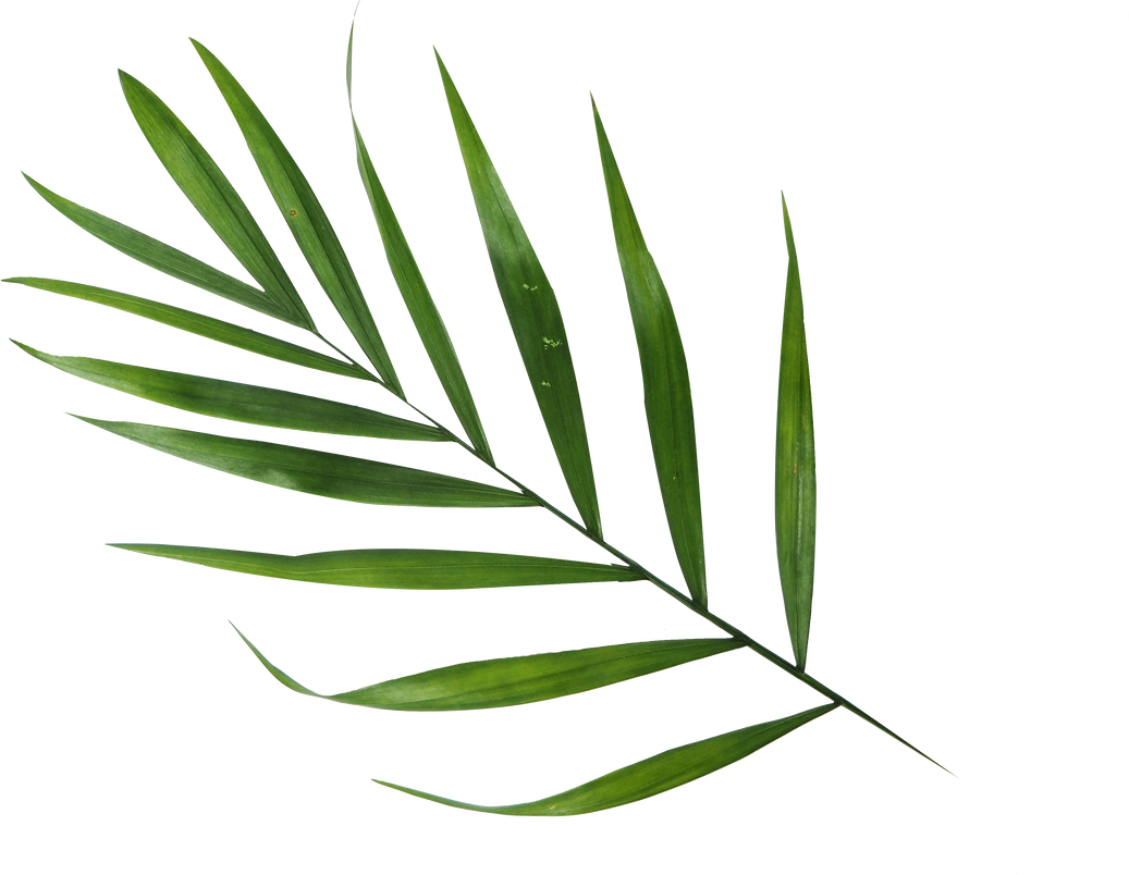 Green Tropical Leaf